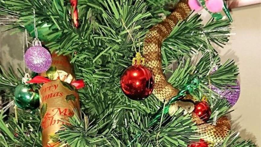 Snake in Christmas tree, photo by Snakecatcher Victoria