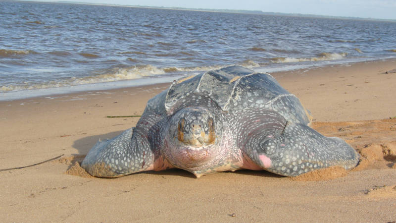 De strijd om het Surinaamse zand: zeeschildpad vs. bouwsector | NOS - NOS