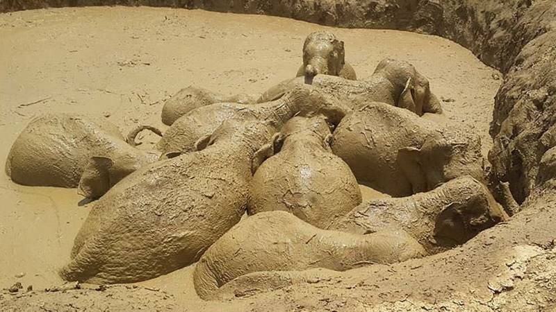 The Cambodian elephants in the bomb crater, AFP photo