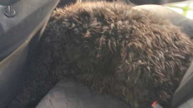 Hond sterft in loeihete auto Hoensbroek - NOS