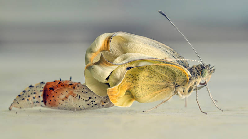 Butterfly leaves chrysalis, photo by Mascha van Lynden tot Oldenaller / National Geographic