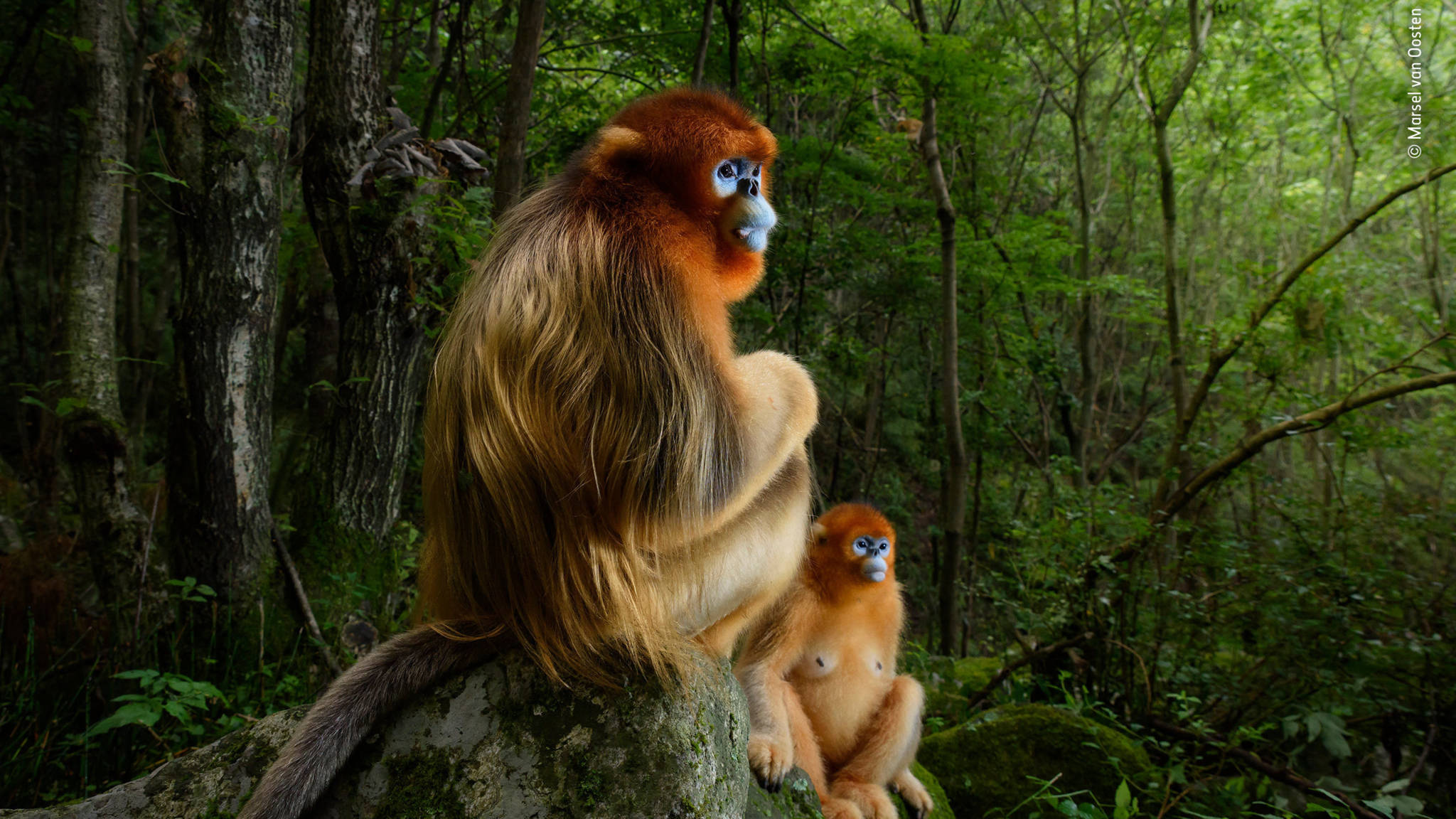 Chinese monkeys, photo by Marsel van Oosten
