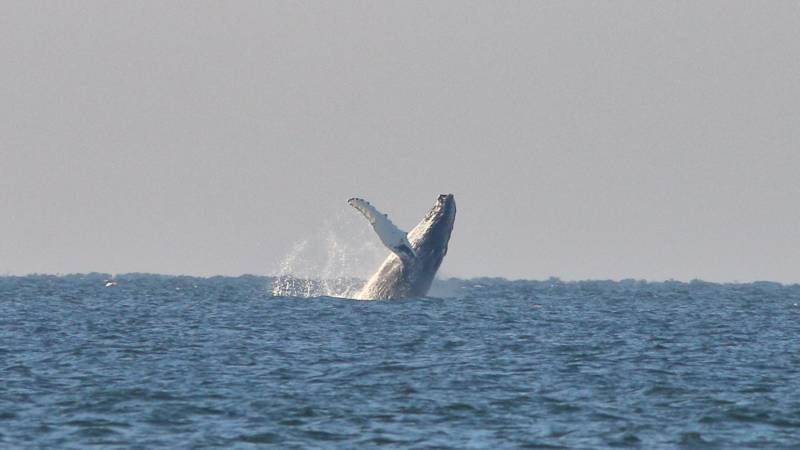 Humpback whale jumps near Kijkduin, photo by Jan van der Sluis