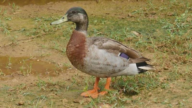 Trevor the mallard duck, Facebook photo