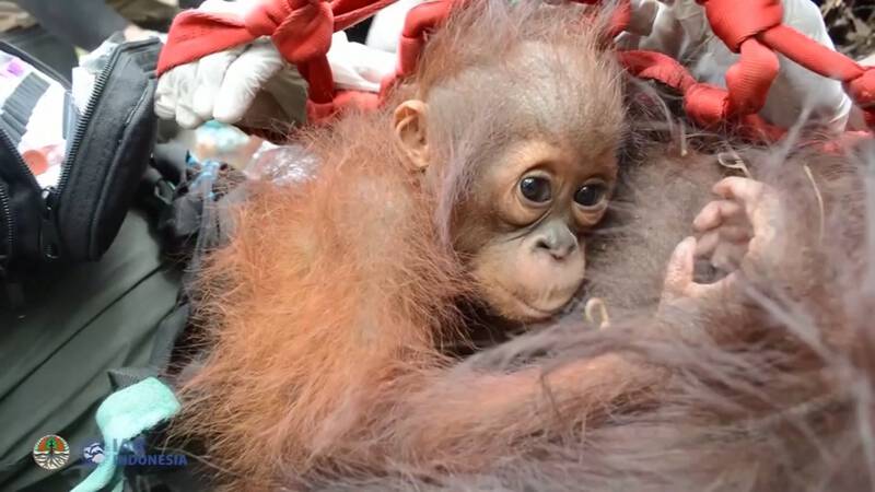 Super Baby-orang-oetan en moeder gered van bosbranden | NOS Jeugdjournaal JX-42