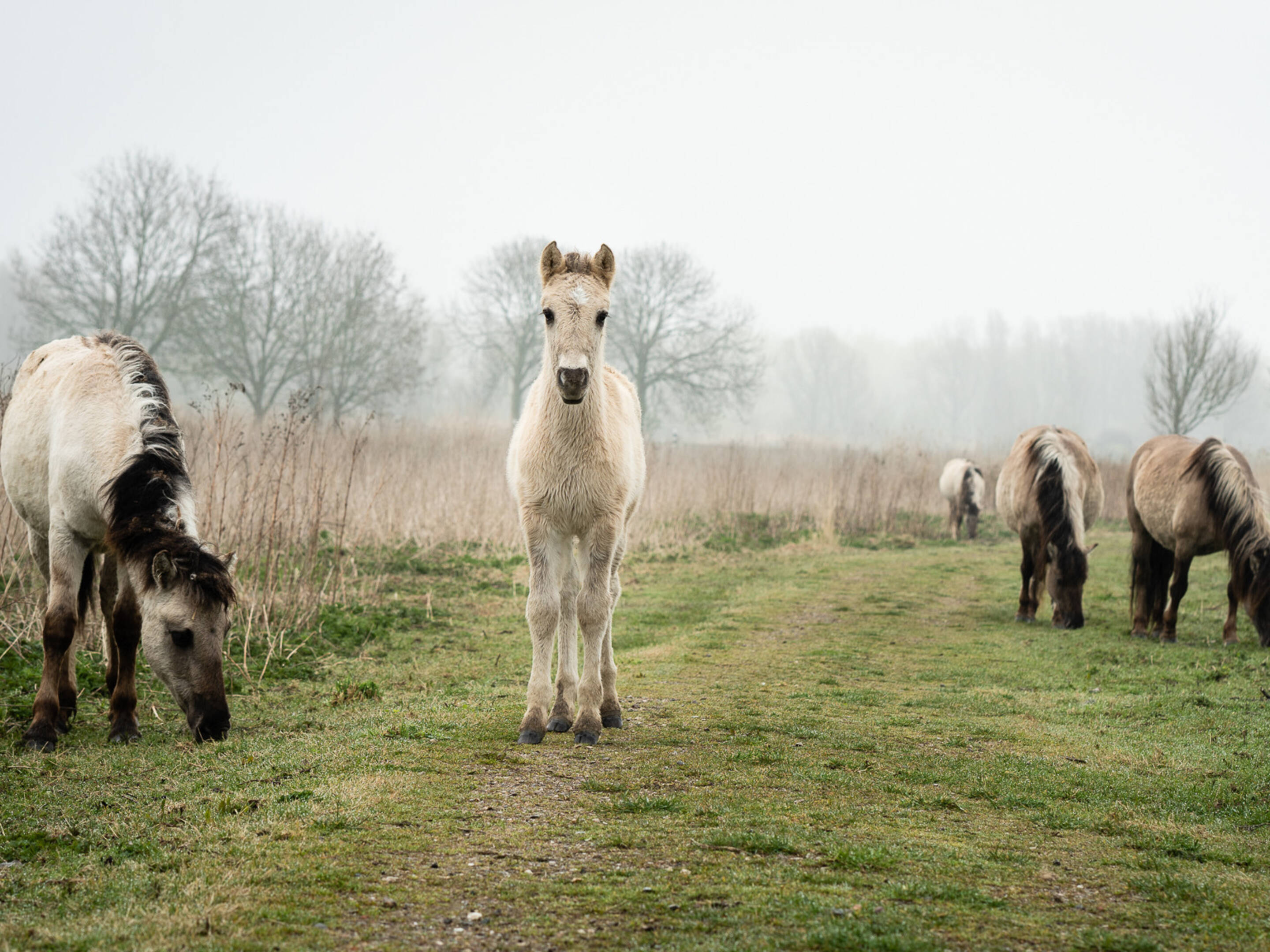 Verbazingwekkend Konikpaarden op Texel toch niet naar het slachthuis | NOS TM-62