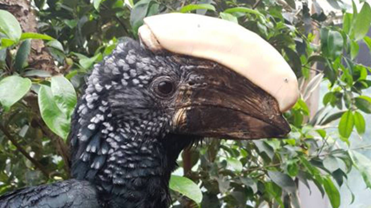 Silvery-cheeked hornbill Balou with its new horn, photo by Texel zoo